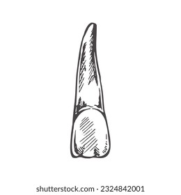 Highly detailed hand drawn human tooth  with roots. Hand drawn sketch. Illustration isolated on white background.