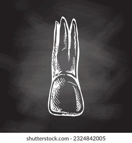 Highly detailed hand drawn human tooth  with roots. Hand drawn sketch. Illustration isolated on chalkboard  background.