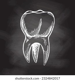 Diente humano dibujado a mano con raíces muy detalladas. Esbozo dibujado a mano. Ilustración molar aislada en el fondo de la pizarra.