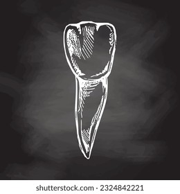 Highly detailed hand drawn human tooth  with roots. Hand drawn sketch. Illustration isolated on chalkboard  background.