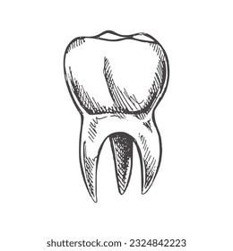 Highly detailed hand drawn human tooth  with roots. Hand drawn sketch. Molar illustration isolated on white background.