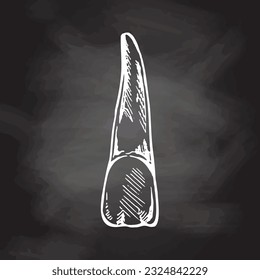 Diente humano dibujado a mano con raíces muy detalladas. Esbozo dibujado a mano. Ilustración aislada en el fondo de la pizarra.