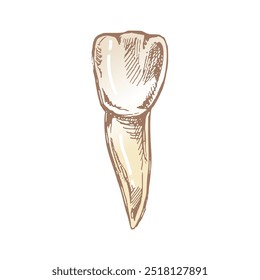 Dente humano desenhado à mão altamente detalhado com raízes. Esboço desenhado à mão. Ilustração isolada em fundo branco.