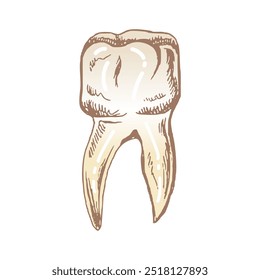 Dente humano desenhado à mão altamente detalhado com raízes. Esboço desenhado à mão. Ilustração molar isolada sobre fundo branco.