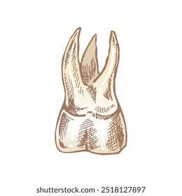 Dente humano desenhado à mão altamente detalhado com raízes. Esboço desenhado à mão. Ilustração molar isolada sobre fundo branco.