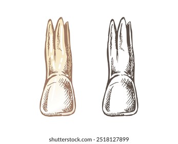 Highly detailed hand drawn human tooth  with roots. Hand drawn sketch. Illustration isolated on white background.