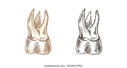 Dente humano desenhado à mão altamente detalhado com raízes. Esboço desenhado à mão. Ilustração molar isolada sobre fundo branco.