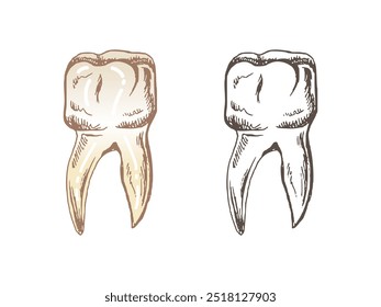 Dente humano desenhado à mão altamente detalhado com raízes. Esboço desenhado à mão. Ilustração molar isolada sobre fundo branco.