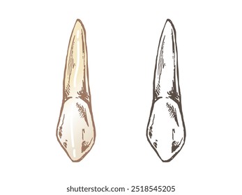 Highly detailed hand drawn human tooth  with roots. Hand drawn sketch. Fang illustration isolated on white background.