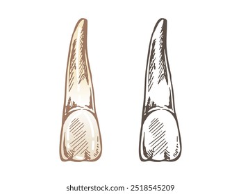 Highly detailed hand drawn human tooth  with roots. Hand drawn sketch. Illustration isolated on white background.