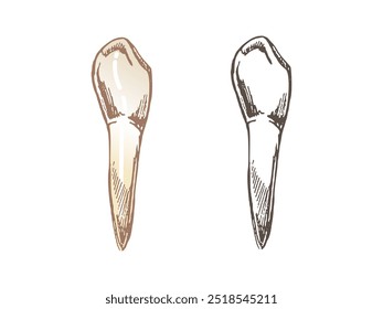 Highly detailed hand drawn human tooth  with roots. Hand drawn sketch. Fang illustration isolated on white background.