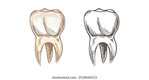 Dente humano desenhado à mão altamente detalhado com raízes. Esboço desenhado à mão. Ilustração molar isolada sobre fundo branco.