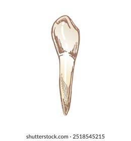 Highly detailed hand drawn human tooth  with roots. Hand drawn sketch. Fang illustration isolated on white background.