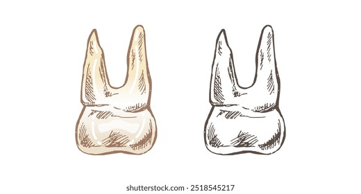 Dente humano desenhado à mão altamente detalhado com raízes. Esboço desenhado à mão. Ilustração molar isolada sobre fundo branco.