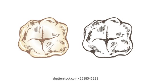 Dente humano desenhado à mão altamente detalhado com raízes. Esboço desenhado à mão. Ilustração de vista superior molar isolada sobre fundo branco.