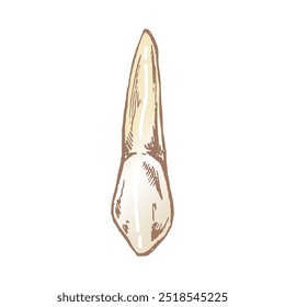 Highly detailed hand drawn human tooth  with roots. Hand drawn sketch. Fang illustration isolated on white background.