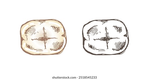 Dente humano desenhado à mão altamente detalhado com raízes. Esboço desenhado à mão. Ilustração de vista superior molar isolada sobre fundo branco.