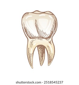 Dente humano desenhado à mão altamente detalhado com raízes. Esboço desenhado à mão. Ilustração molar isolada sobre fundo branco.