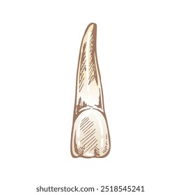 Highly detailed hand drawn human tooth  with roots. Hand drawn sketch. Illustration isolated on white background.