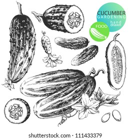 Highly detailed hand drawn illustrations of cucumbers isolated on white background