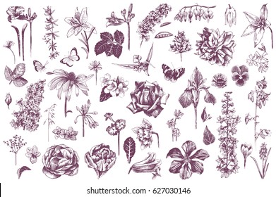 Highly detailed hand drawn monochrome garden flowers. Vector illustration