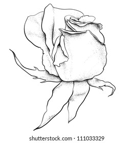 highly detailed hand drawn rose's bud.