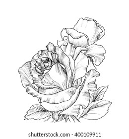 Highly detailed hand drawn roses isolated on white. Vector. Hand drawn artwork. Love concept for wedding invitations, cards, tickets, congratulations, branding, boutique logo, label. 