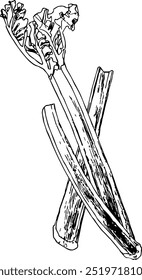 Ilustración altamente detallada, dibujada a mano y vectorizada de un ruibarbo. La ilustración es totalmente editable y viene como un solo archivo.