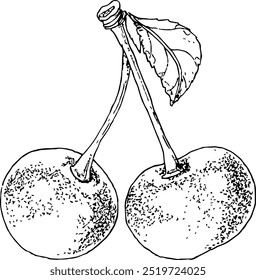 highly detailed, hand drawn, and vectorized illustration of a sour cherry. the illustration is fully editable and comes as single file