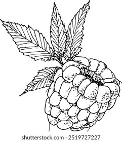 Highly detailed, hand drawn, and vectorized illustration of a Raspberry. The illustration is fully editable and comes as single file.
