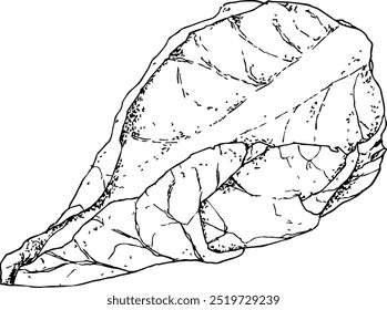 Highly detailed, hand drawn, and vectorized illustration of a Pointed Cabbage. The illustration is fully editable and comes as single file.