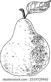 Ilustração altamente detalhada, desenhada à mão e vetorizada de uma pera. A ilustração é totalmente editável e vem como um único arquivo.