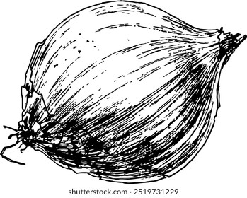 Highly detailed, hand drawn, and vectorized illustration of a Onion. The illustration is fully editable and comes as single file.