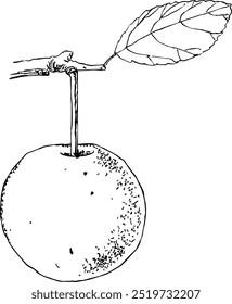 Ilustração altamente detalhada, desenhada à mão e vetorizada de uma Mirabelle. A ilustração é totalmente editável e vem como um único arquivo.