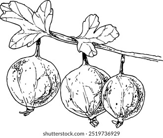 Ilustração altamente detalhada, desenhada à mão e vetorizada de um Gooseberry. A ilustração é totalmente editável e vem como um único arquivo