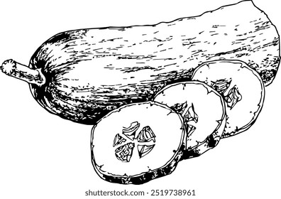 Highly detailed, hand drawn, and vectorized illustration of a Cucumber. The illustration is fully editable and comes as single file.