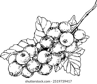 Highly detailed, hand drawn, and vectorized illustration of a Currant. The illustration is fully editable and comes as single file.