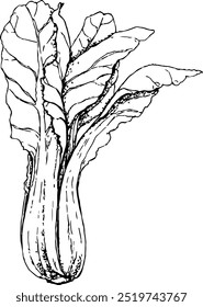 Highly detailed, hand drawn, and vectorized illustration of a Chard. The illustration is fully editable and comes as single file.