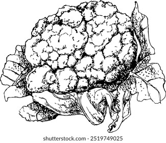 Sehr detaillierte, handgezeichnete und vektorisierte Illustration eines Blumenkohls. Die Illustration ist vollständig editierbar und wird als einzelne Datei geliefert.