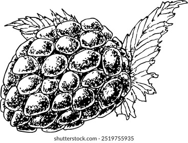 Highly detailed, hand drawn, and vectorized illustration of a Blackberry. The illustration is fully editable and comes as single file.