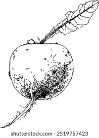 Ilustración altamente detallada, dibujada a mano y vectorizada de una remolacha. La ilustración es totalmente editable y viene como un solo archivo.