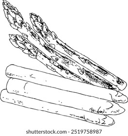 Highly detailed, hand drawn, and vectorized illustration of a Asparagus. The illustration is fully editable and comes as single file.