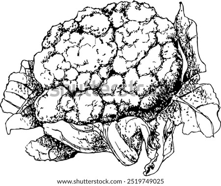 Highly detailed, hand drawn, and vectorized illustration of a Cauliflower. The illustration is fully editable and comes as single file.
