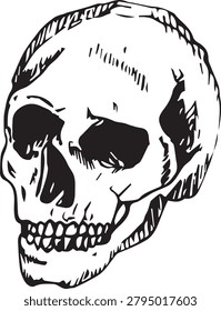 Highly detailed hand-drawn human skull set in vintage engraving style. This monochrome vector illustration features two anatomical skull views with intricate linework, isolated on a light background. Perfect for tattoo designs, Halloween themes, anatomy projects, gothic artwork, medical illustrations, educational materials, posters, apparel prints, and vintage graphic design compositions.