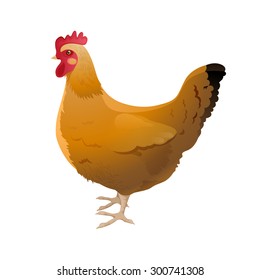 Highly detailed hen on white background