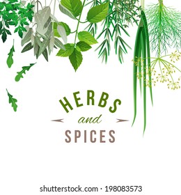 Highly detailed herbs and spices over white background