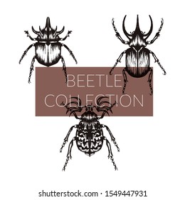 Highly Detailed Insects Sketches. Hand Drawn Beetles Vector Set. Vintage Entomological Drawing
