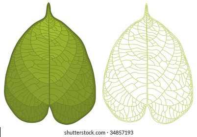 Highly detailed isolated green leaf and leaf vein