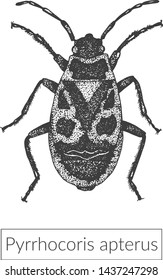 Highly detailed macro drawing. Realistic illustration of red soldier bug creeping on white background. View from above entomological sketched image
