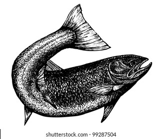 highly detailed sketch of a salmon with the tail curved